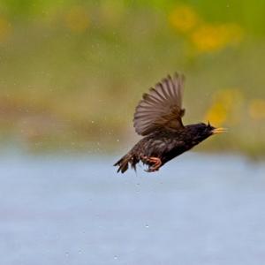 Starling DM0837