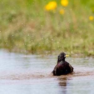 Starling DM0838