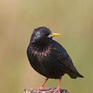 Starling DM0849