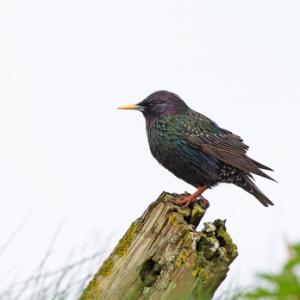Starling DM1818