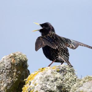 Starling DM1820