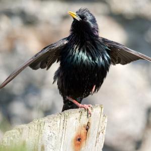 Starling Displaying DM0868