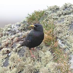 Starling on a Mossy Rock DM0869