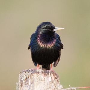Starling on a Post DM0870