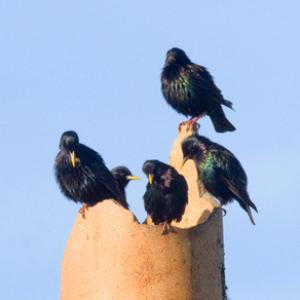 Starlings DM0839