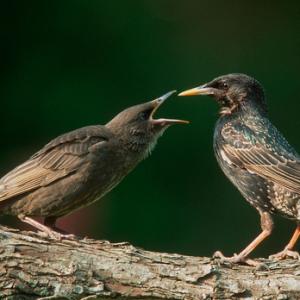 Starlings Old and Young DM0813