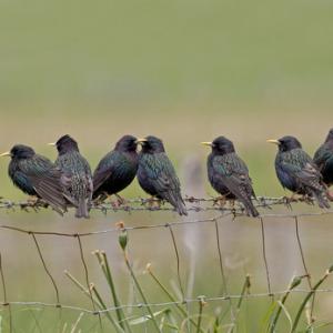 Starlings on a Fence DM0871