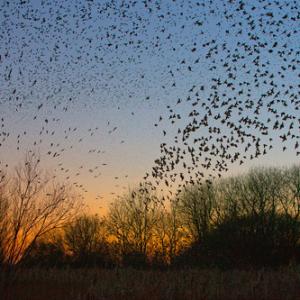 Starlings over Boughton Fen  DM1822
