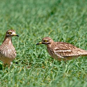 Stone Curlew DM0814