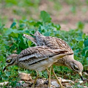 Stone Curlew DM0815