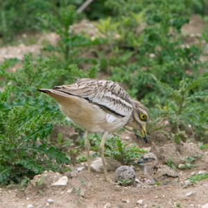 Stone Culew  at a Nest