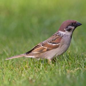 Tree Sparrow 2