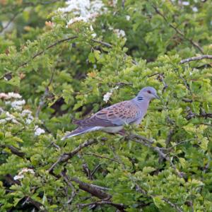 Turtle Dove DM1822