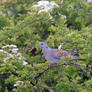 Turtle Dove DM1823
