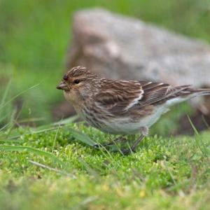 Twite DM0850