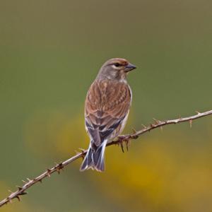 Twite DM1824