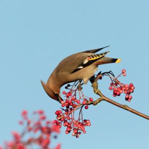 Waxwing DM1518