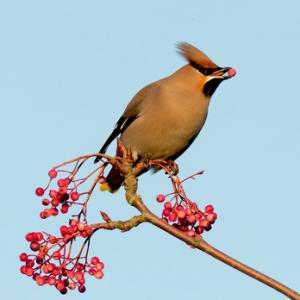 Waxwing DM1519