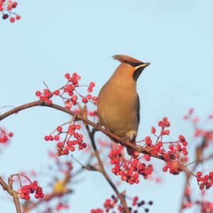 Waxwing DM1520