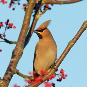 Waxwing DM1521