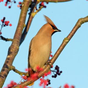 Waxwing DM1522