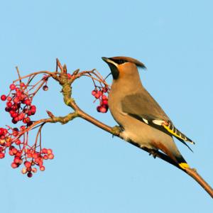 Waxwing DM1523