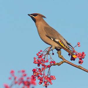 Waxwing DM1524
