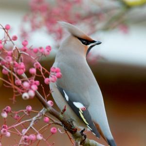 Waxwing DM1525