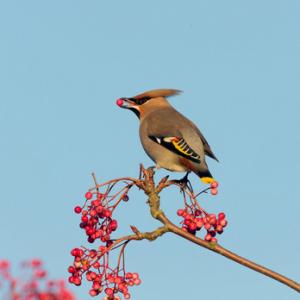 Waxwing DM1526