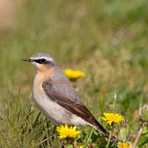 Wheatear