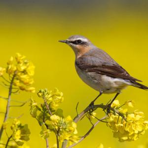 Wheatear on Rape 2