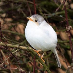 White Robin DM1826