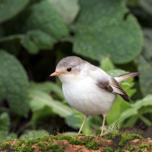 White Robin DM1827