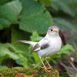 White Robin DM1828