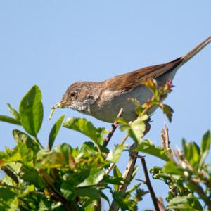 Whitethroat 3 DM0168