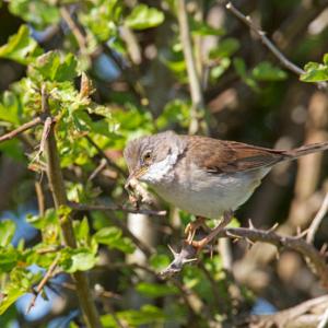 Whitethroat DM0184