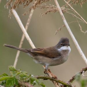 Whitethroat DM1829