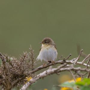 Willow Warbler DM1830