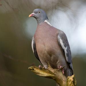 Wood  Pigeon DM0822