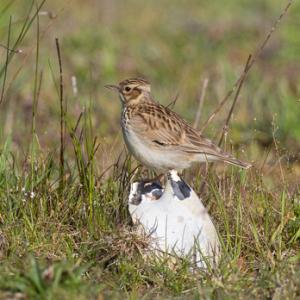 Wood Lark DM1833