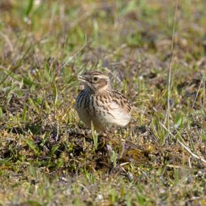Wood Lark DM1834
