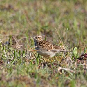 Wood Lark DM1835