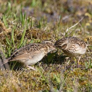 Wood Lark and Young DM1832