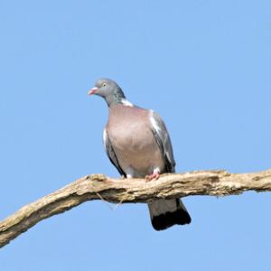 Wood Pigeon  DM1837