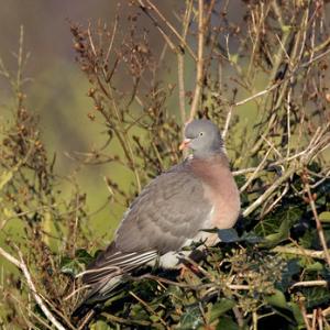 Wood Pigeon 2