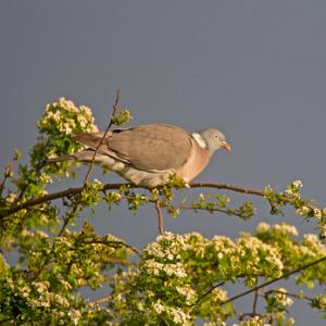 Wood Pigeon DM1836