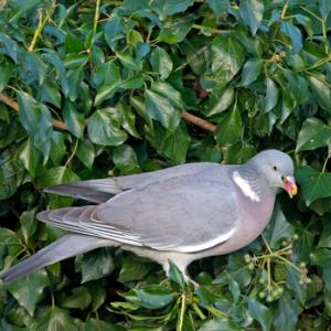 Wood Pigeon Eating Ivy Berries DM1839