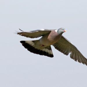 Wood Pigeon in Flight DM1840