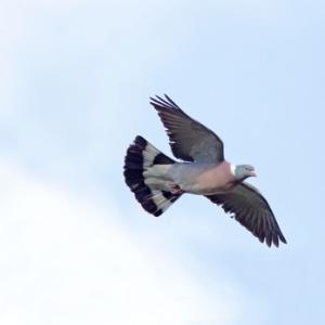 Wood Pigeon in Flight DM1841