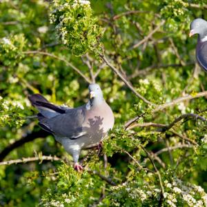 Wood Pigeons DM1842